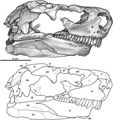Cranial Anatomy of the Caseid Synapsid Cotylorhynchus romeri, a Large Terrestrial Herbivore From the Lower Permian of Oklahoma, U.S.A